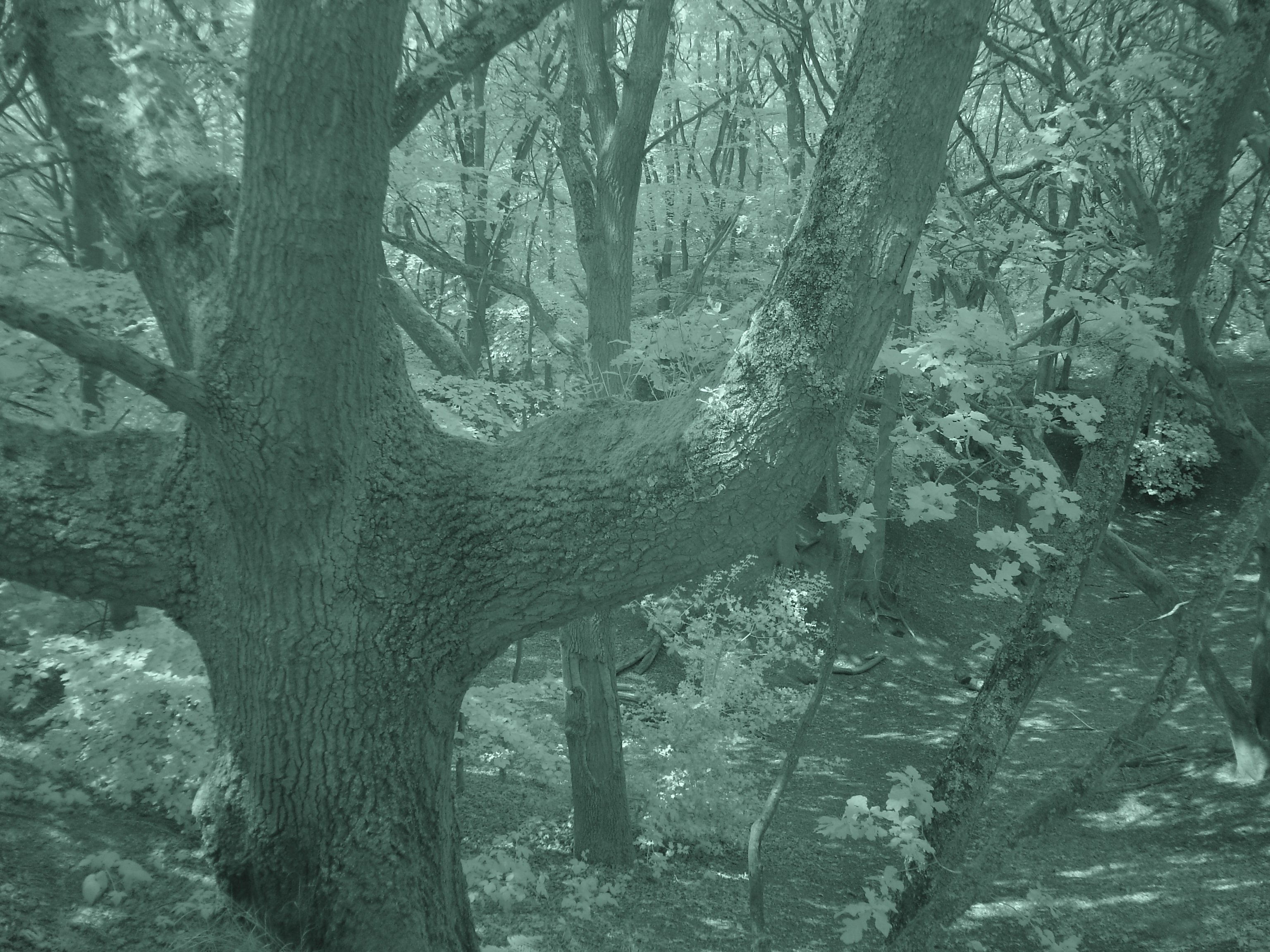 tree