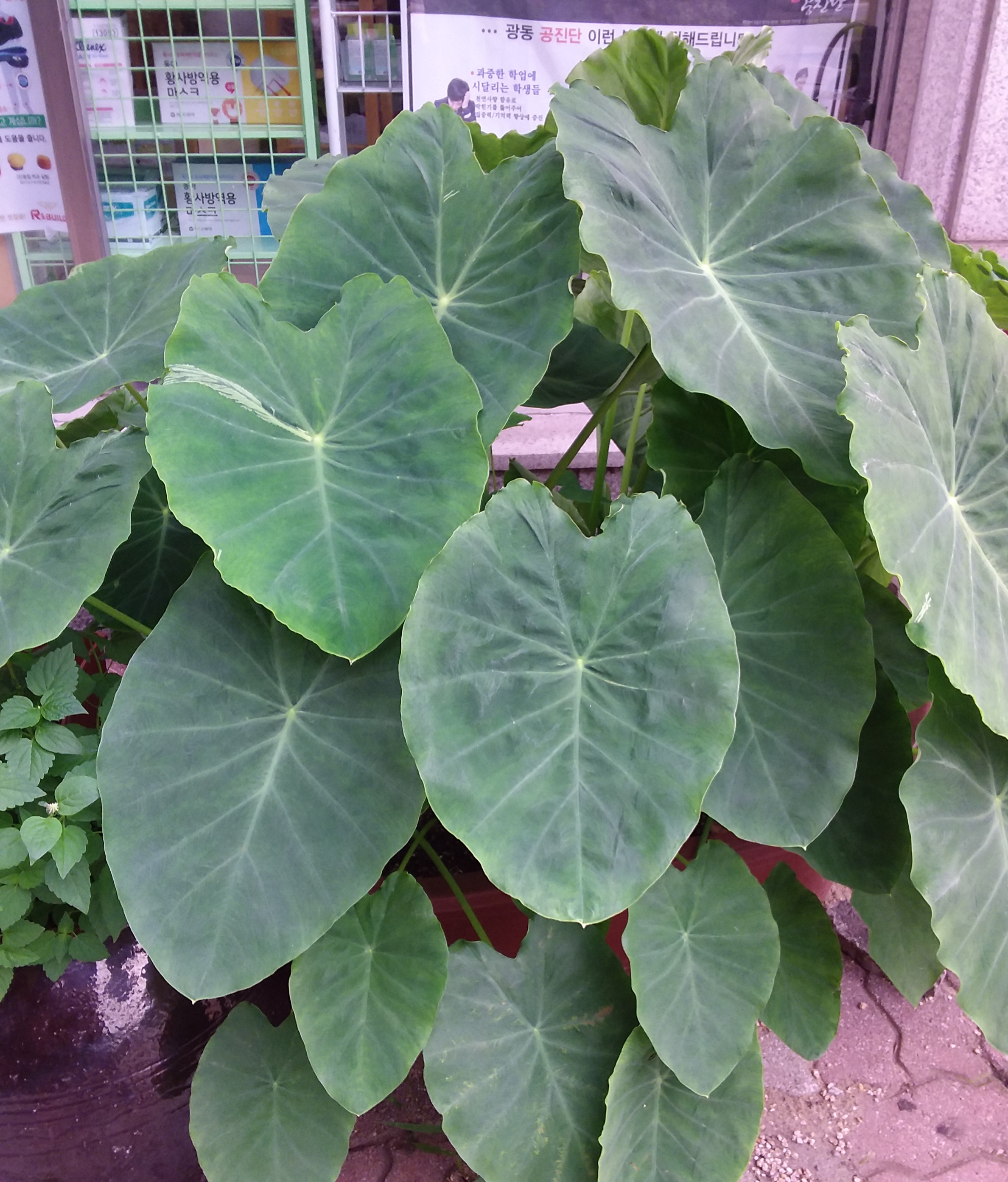 20190901_183138.jpg
