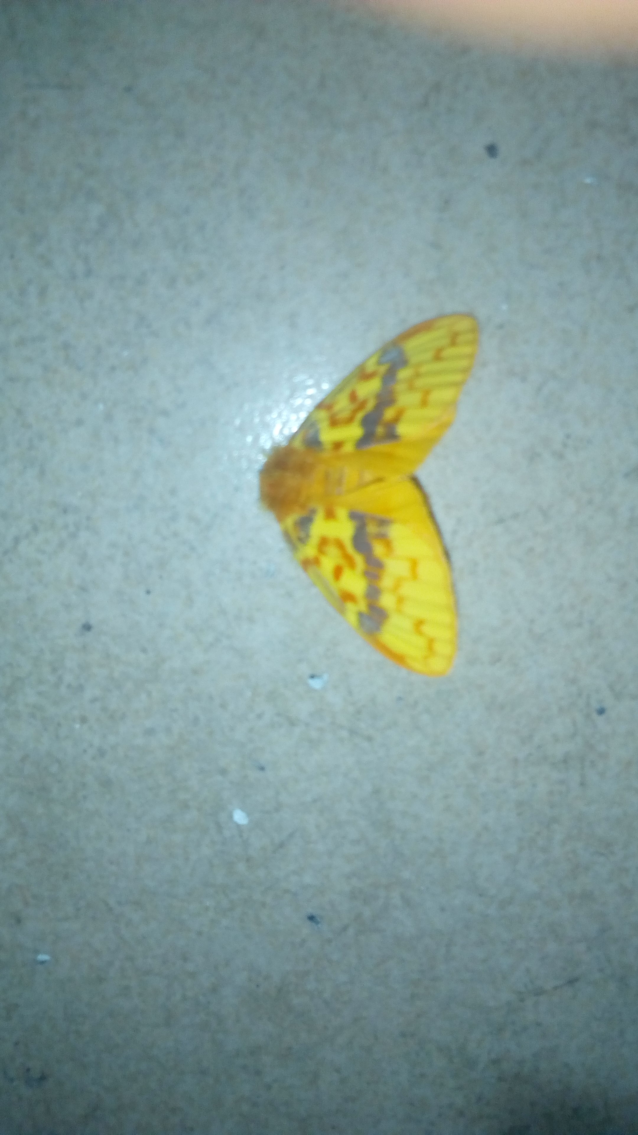 IMG20191021WA0011.jpeg