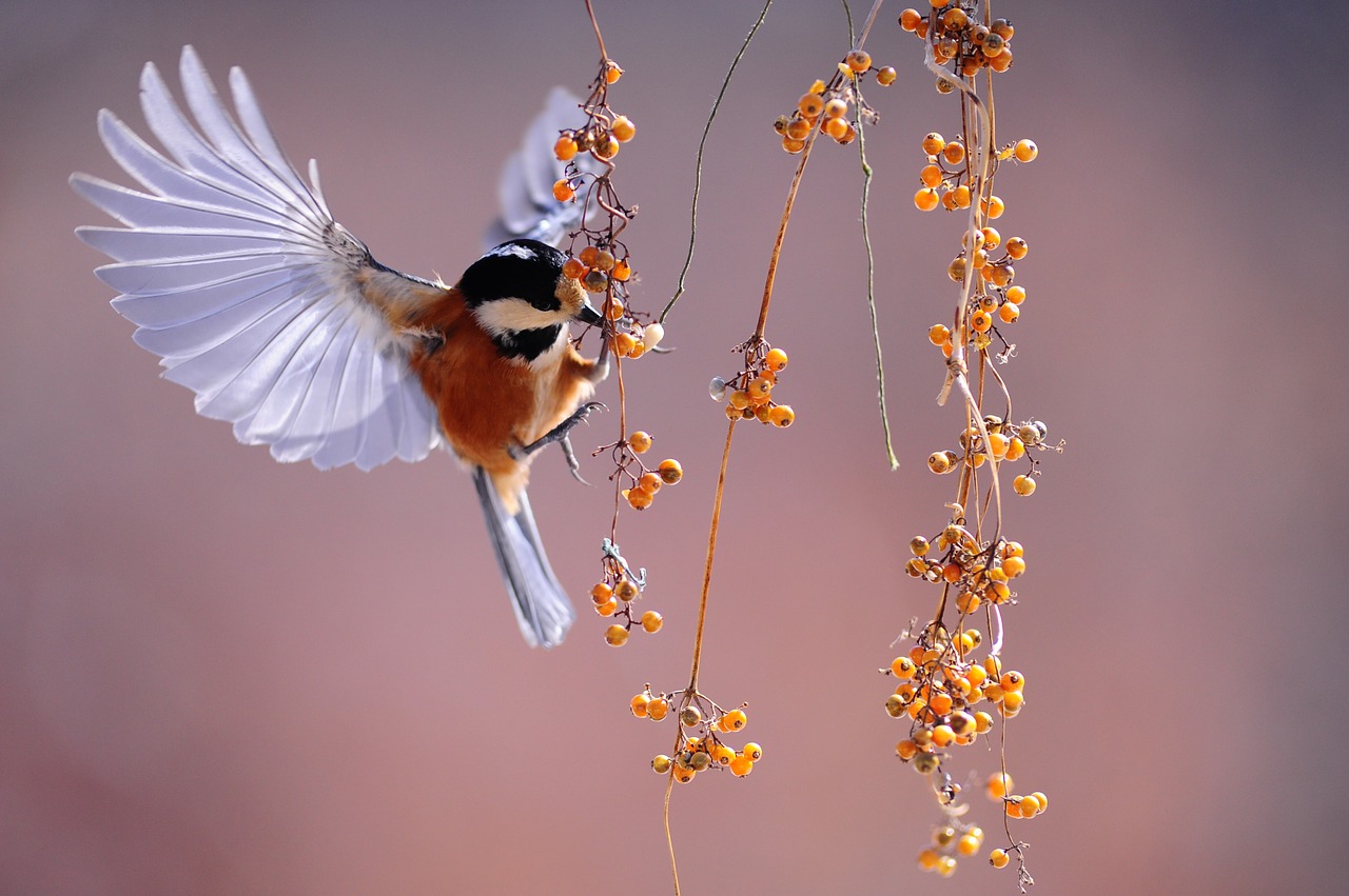 bird1045954_1280.jpg