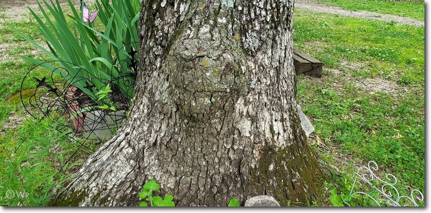TreeTuesday2.jpg