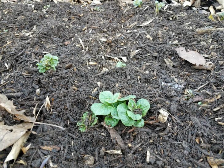 mulchingpotatoes.jpg