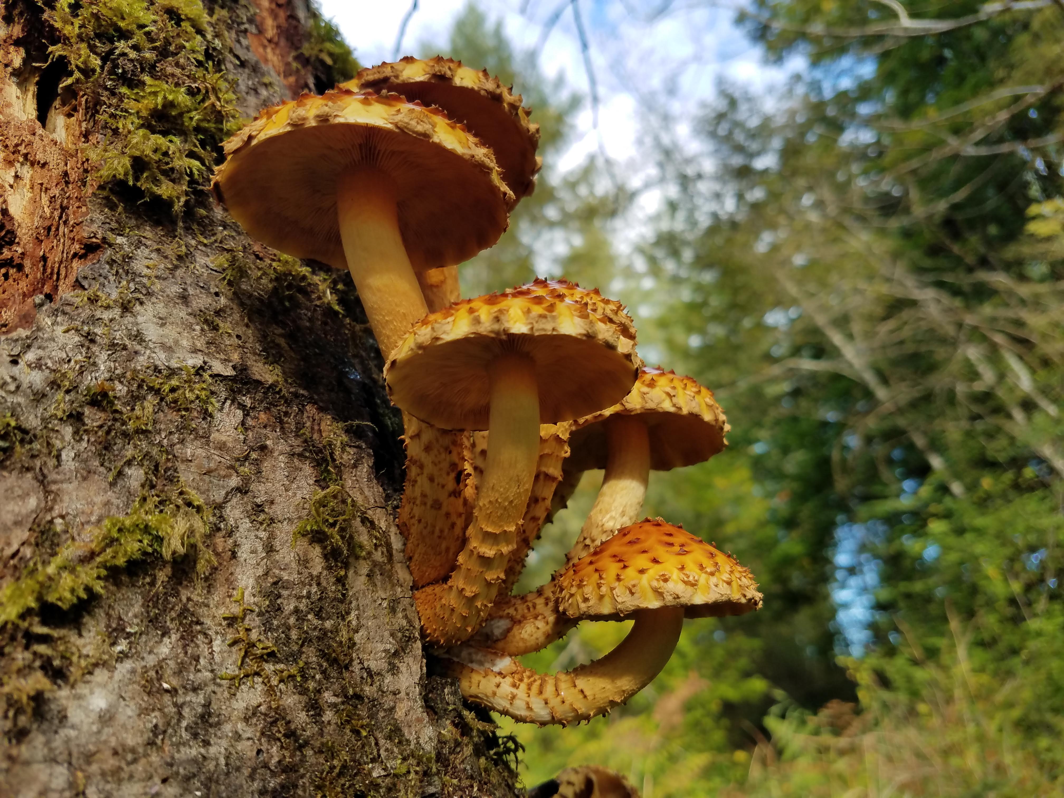 fungionlog.jpg