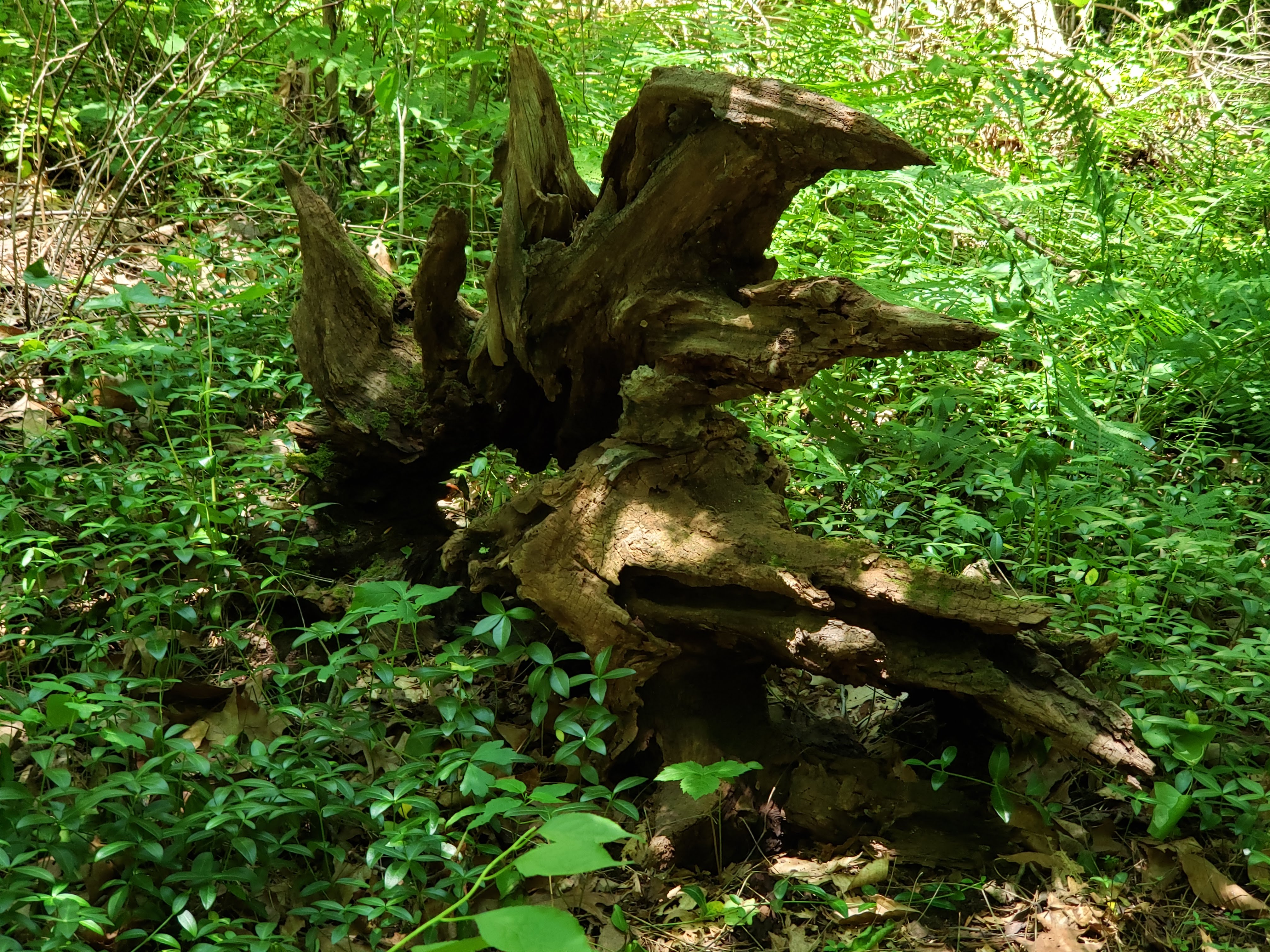 20190623_134121.jpg