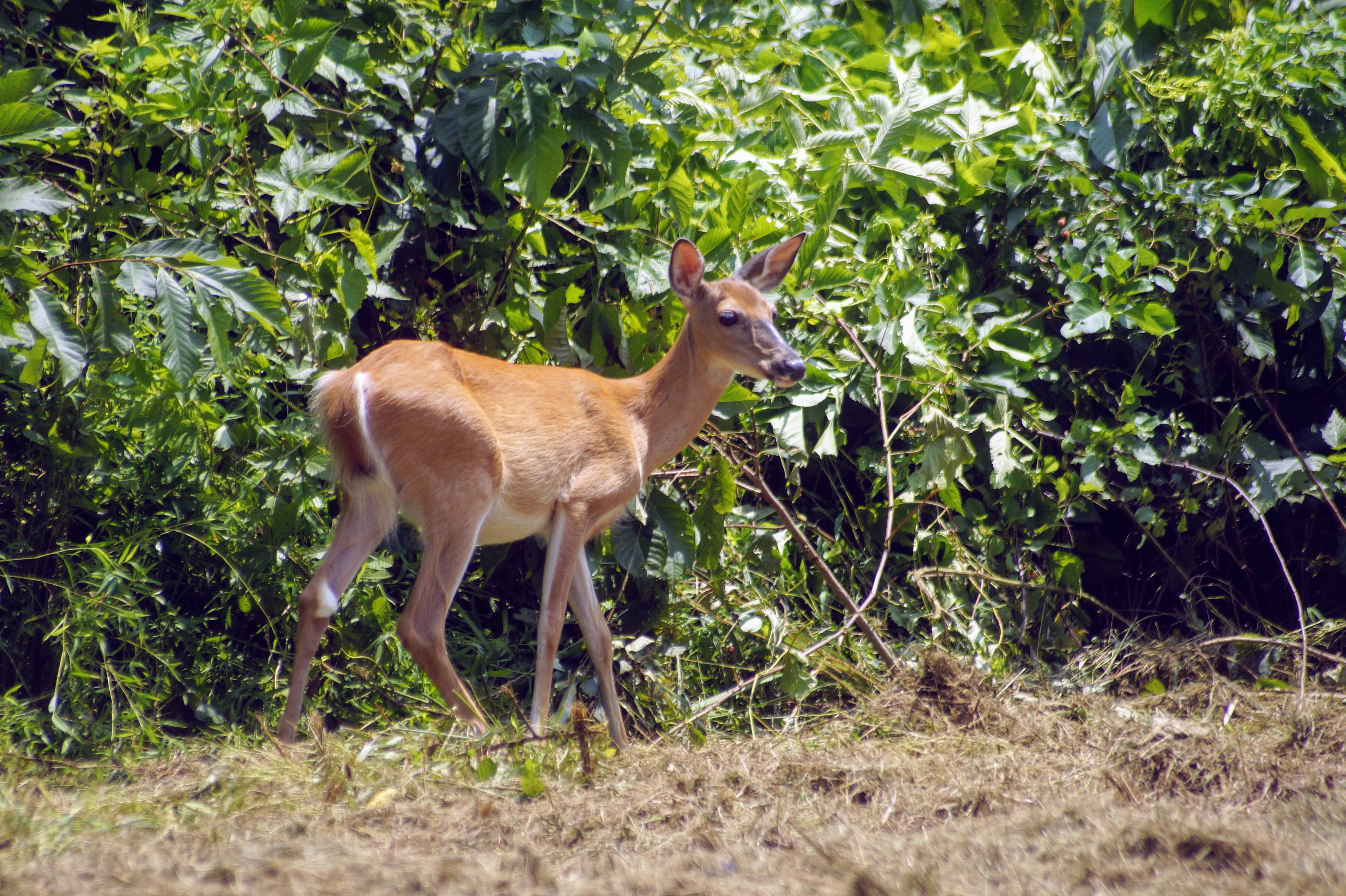 _DSC5674.jpg