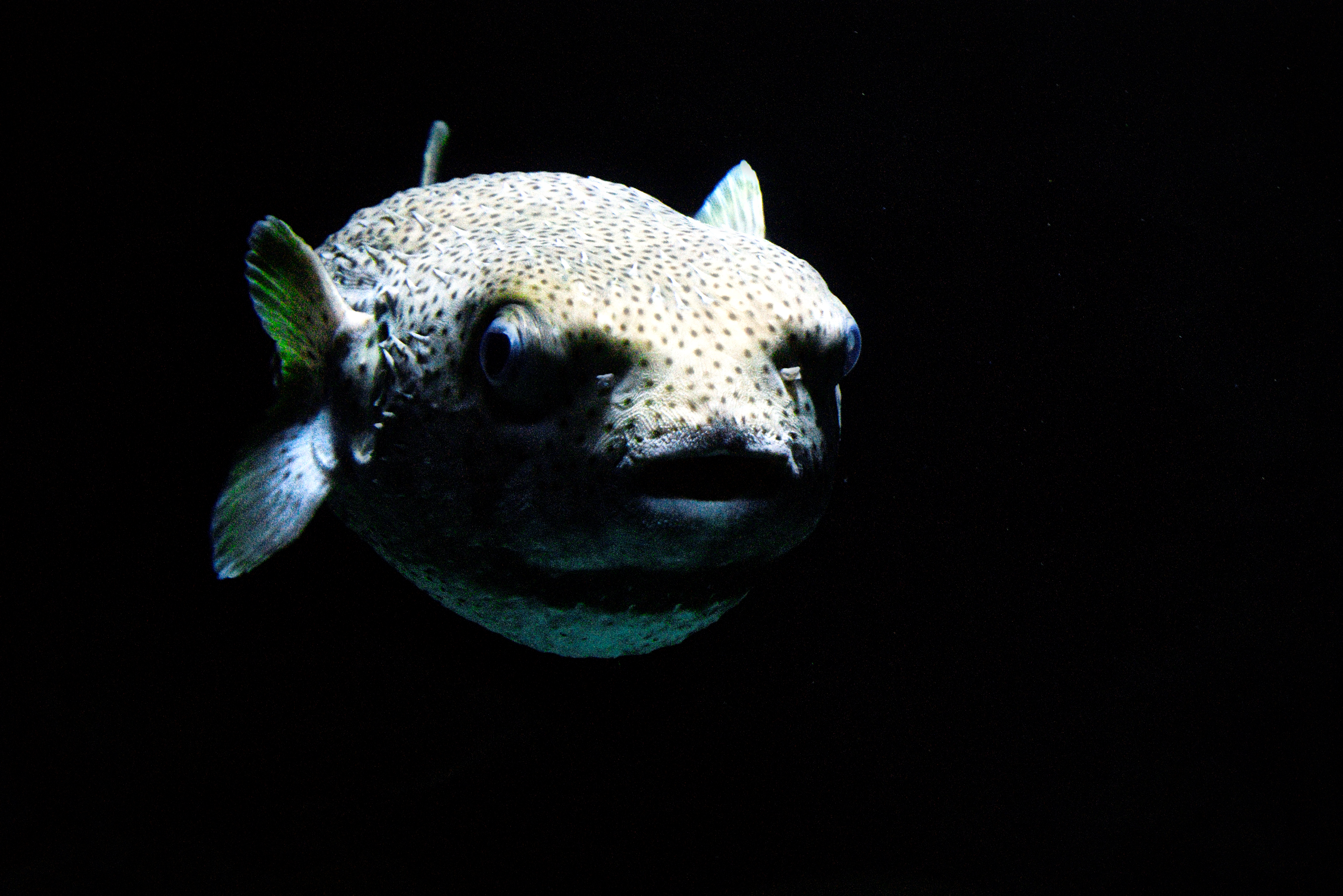 fishy.jpg