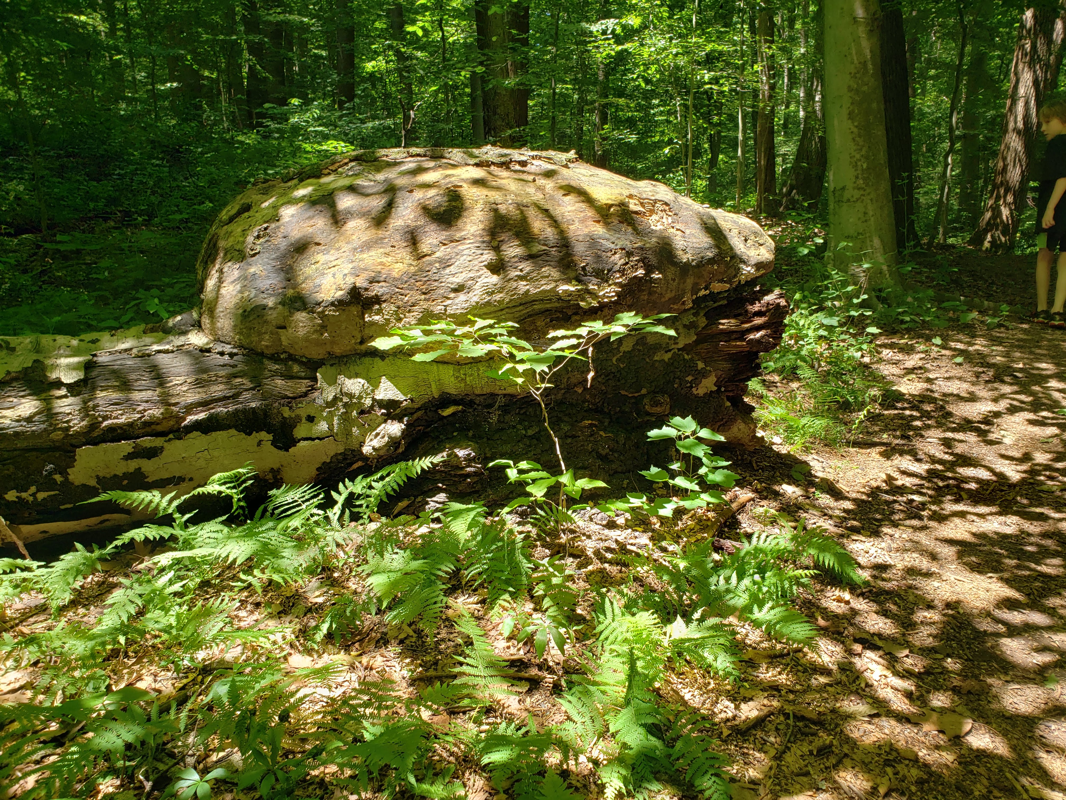 20190623_125914.jpg