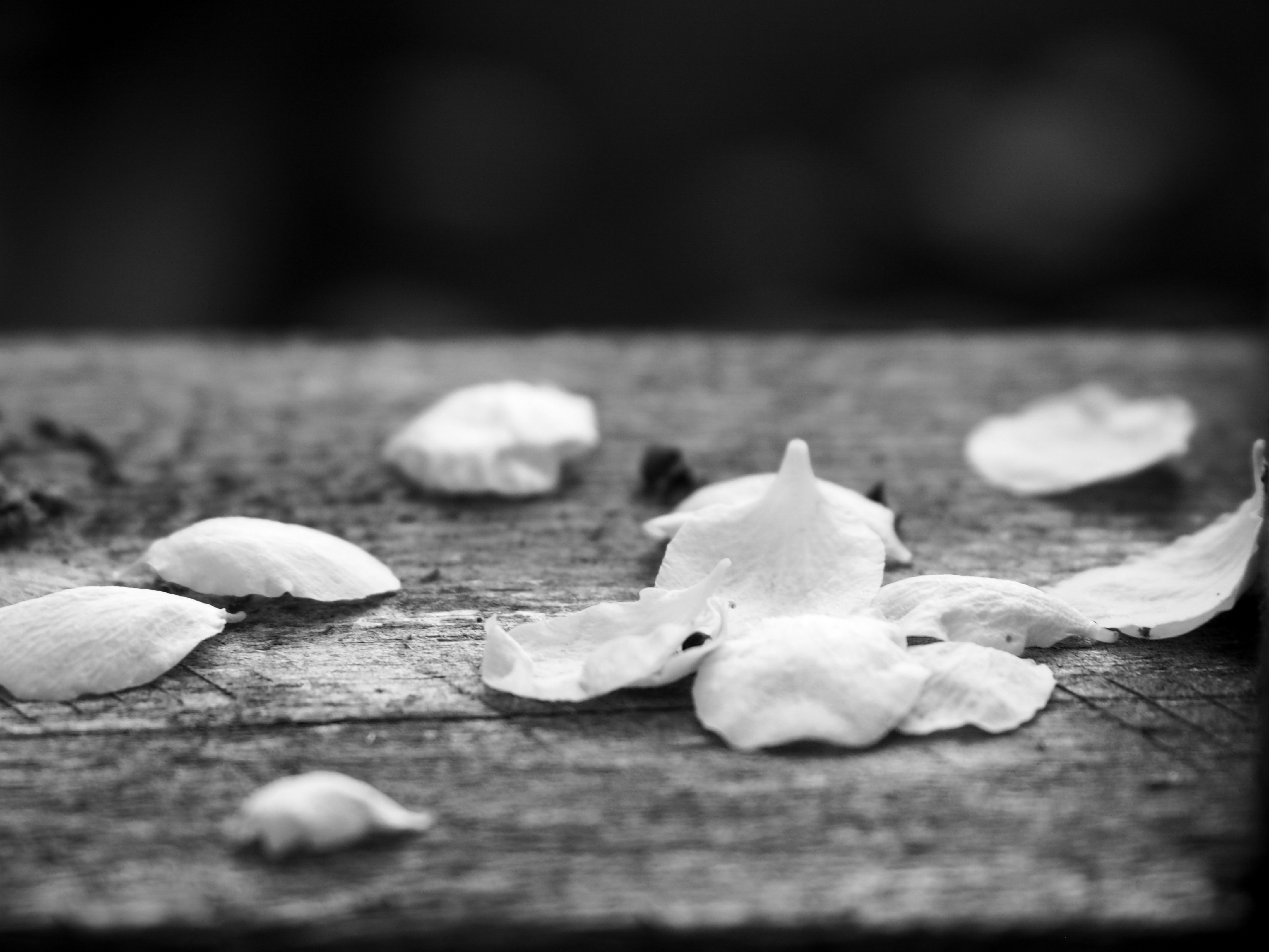 monochrome petals bw 3.jpg