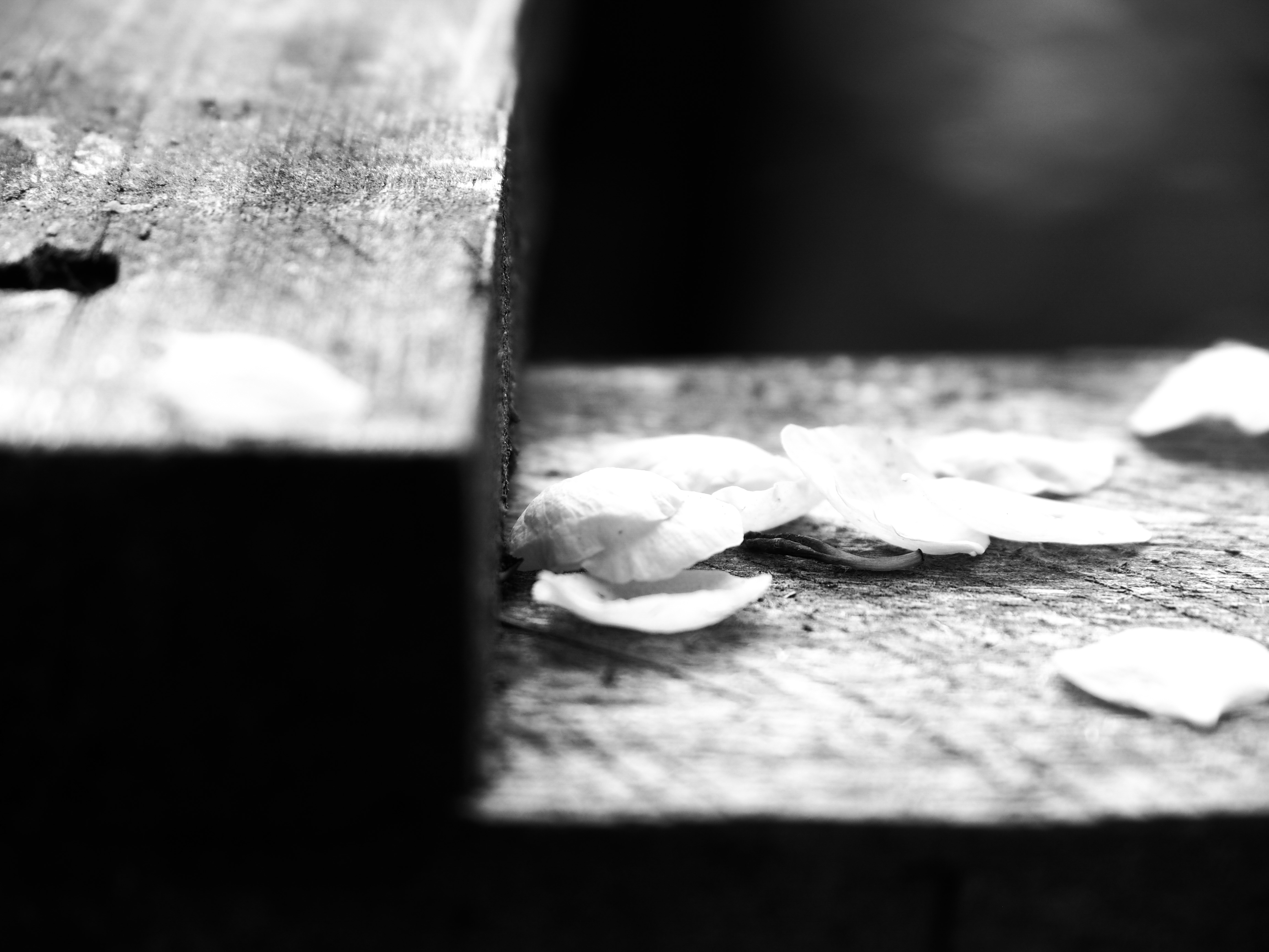 monochrome petals bw 1.jpg