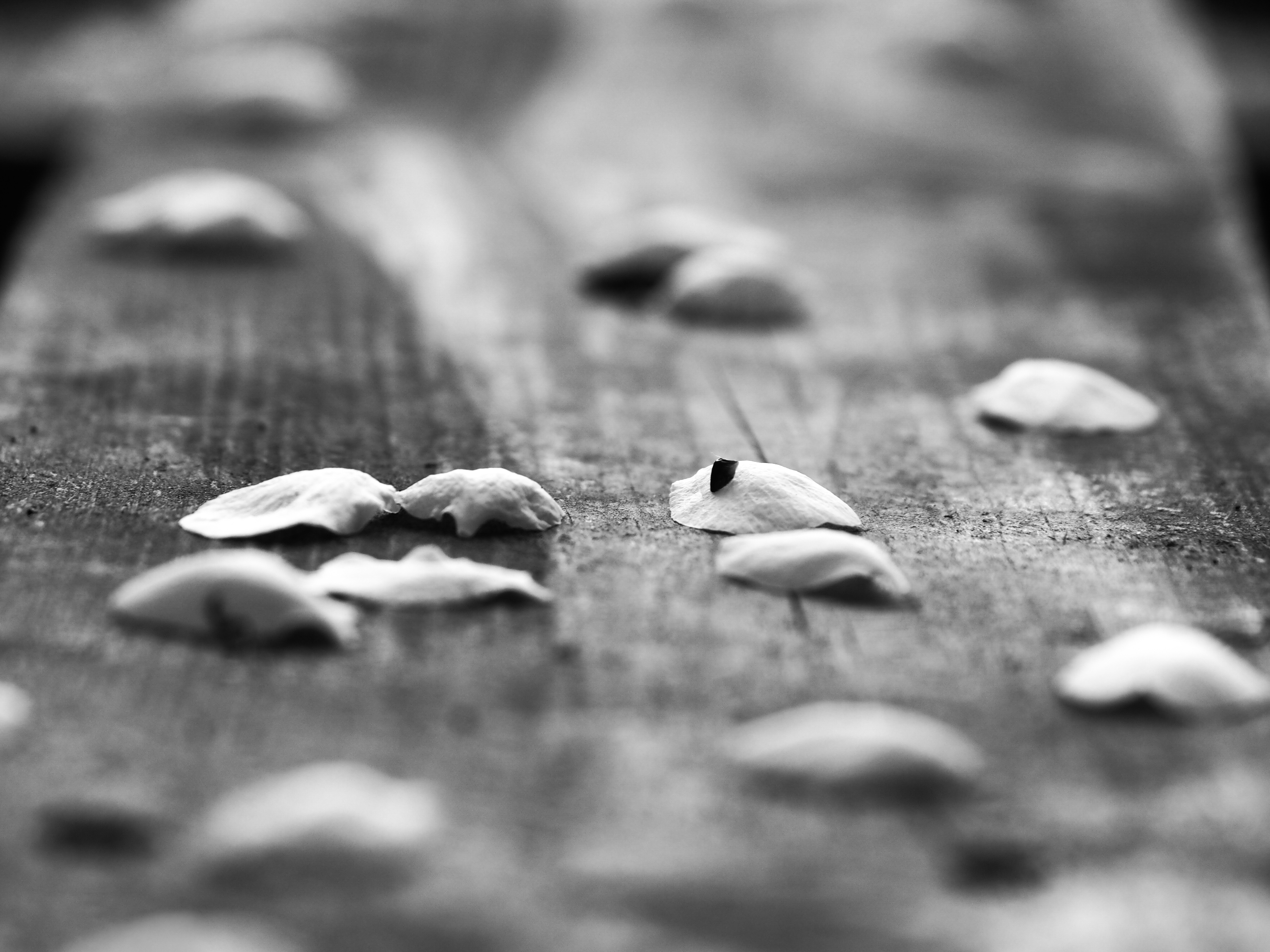 monochrome petals bw 2.jpg