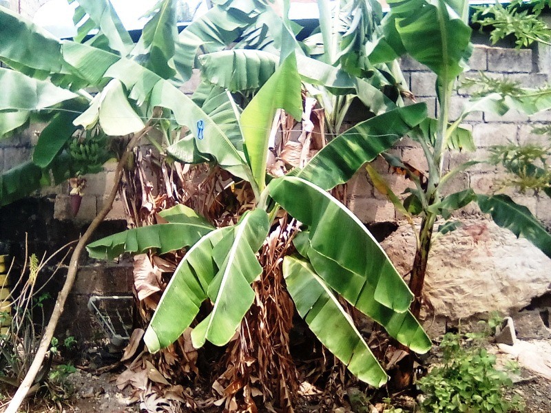 jardin casa cambures.jpg