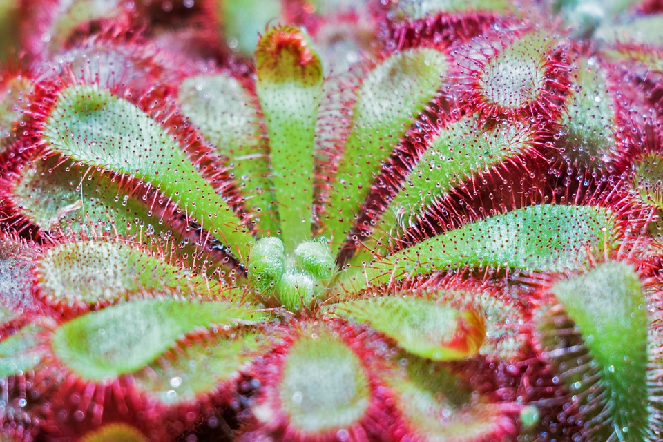 plant142084_960_720.jpg