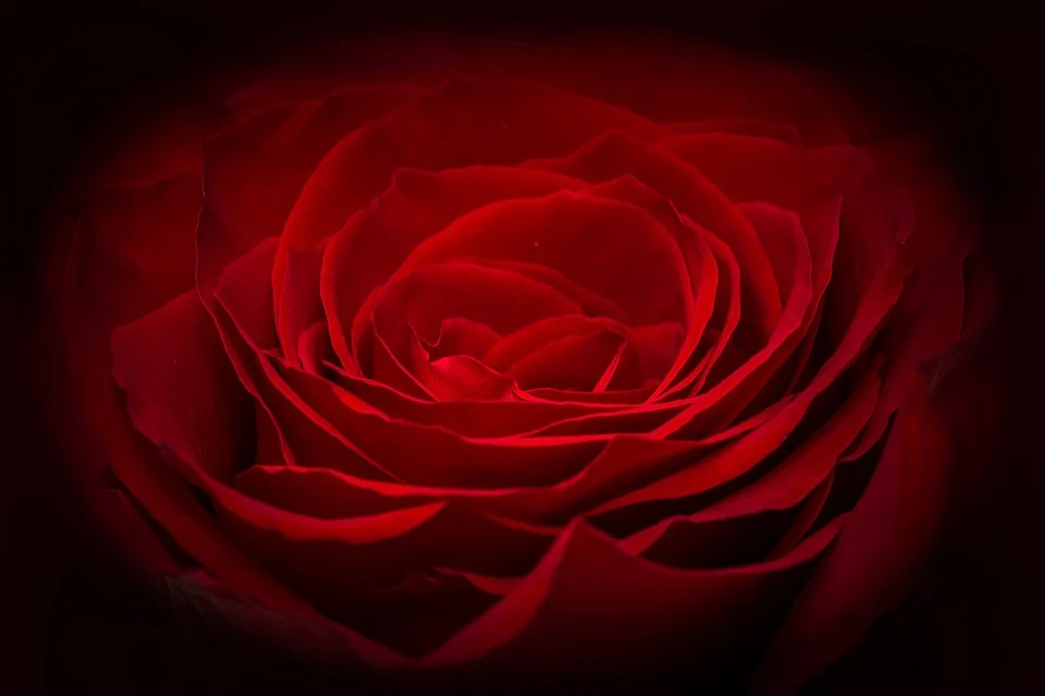 rose266611_960_720.webp