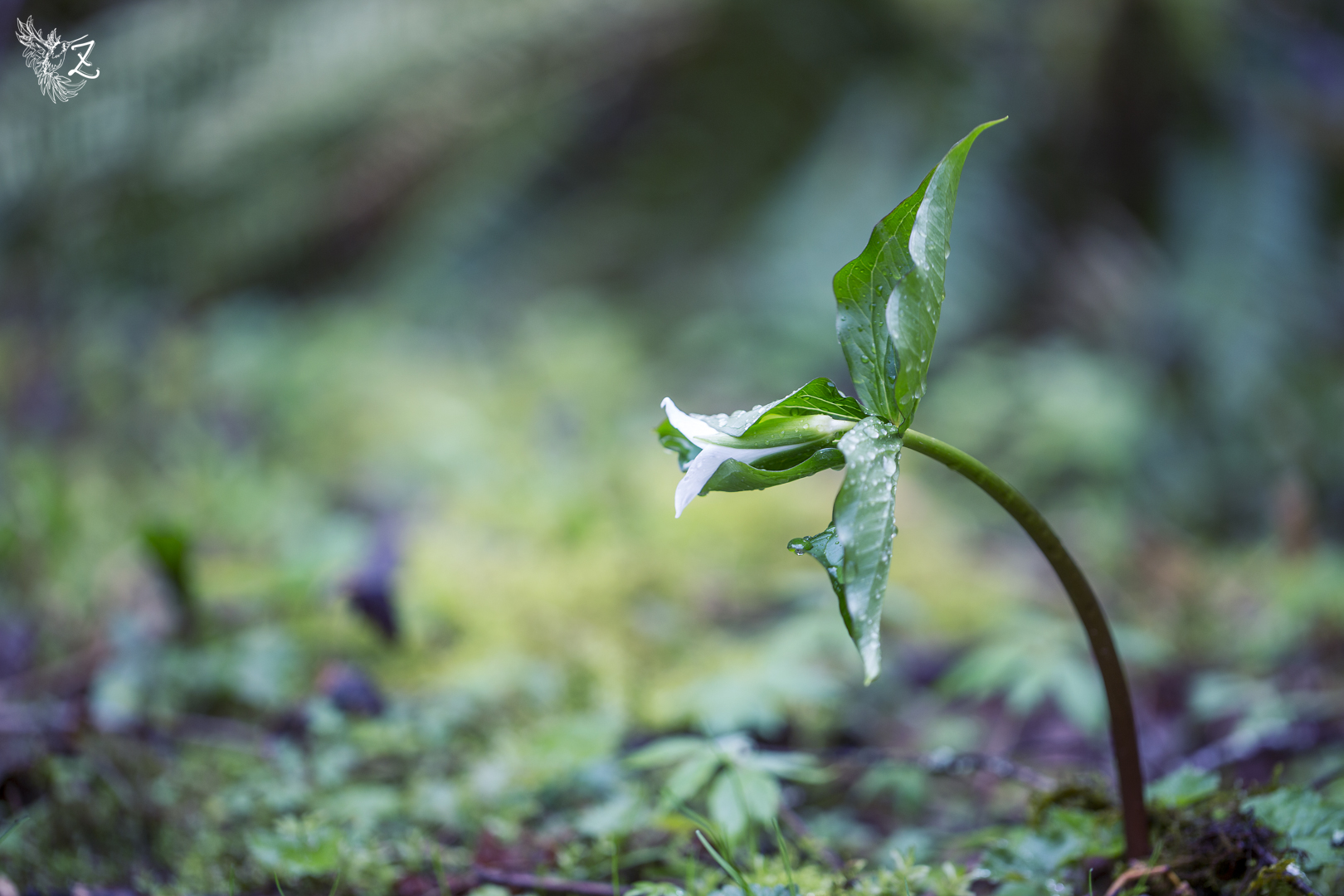 spring2017108.jpg