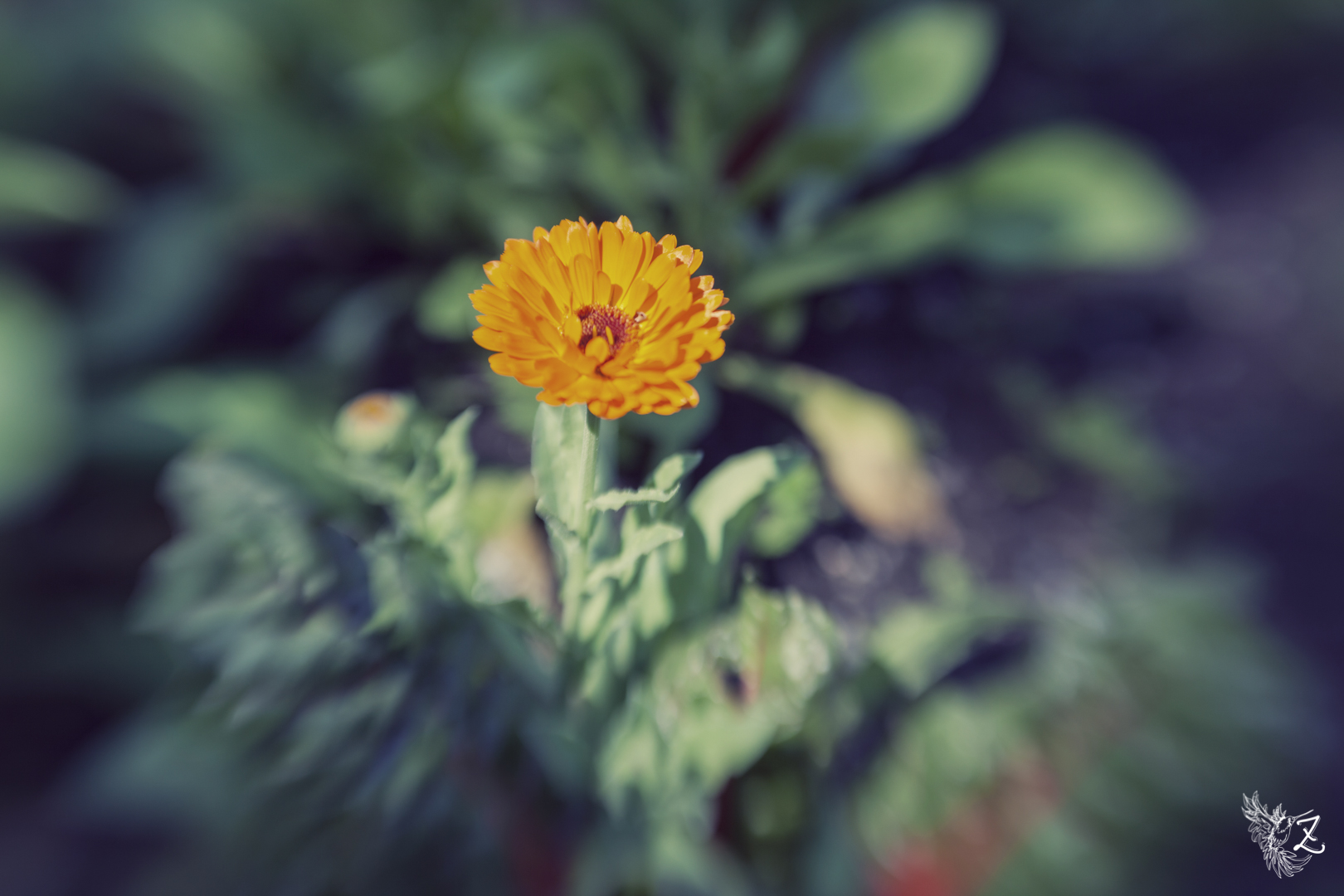bloomtruemoves83.jpg