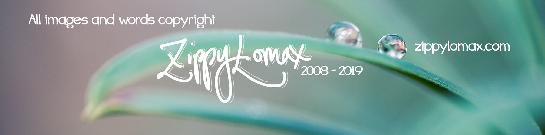raindrop2019.jpg